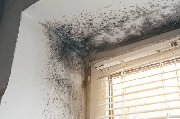 Affordable Attic Mold Remediation solutions in Freeman, VA